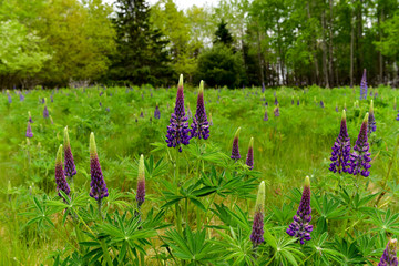 Fresh Violet Lupine  Field