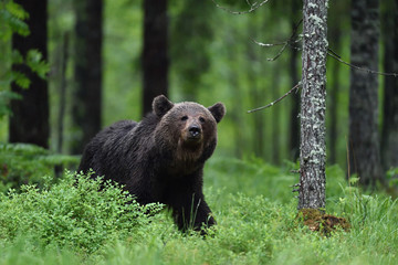 Brown bear in forest