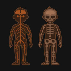 Human Body Anatomy Set. Skeletonand Nervous Systems. Vector