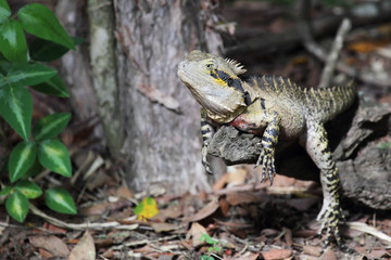 Australische Wasseragame (Physignathus lesueurii)