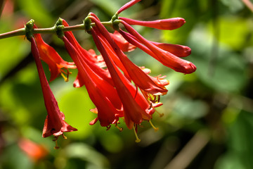 The flower of the red curling honeysuckle growing in a summer garden. 
