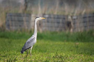Graureiher (Ardea cinerea)