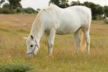 Obraz na płótnie Canvas Beautiful white horse grazing in a field full