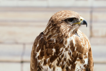 Beautiful eagle bird closeup