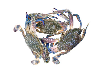 Blue crab isolated on white background.