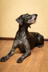 German Wirehaired dog