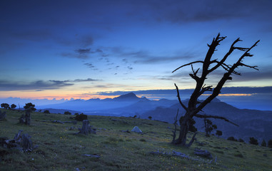 Dead tree in the mountains during a tranquil sunrise.