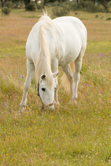 Fototapeta na wymiar Beautiful white horse grazing in a field full