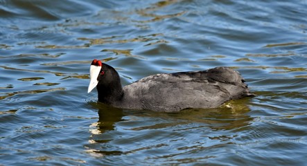 Close up of a swimming red knobbed coot