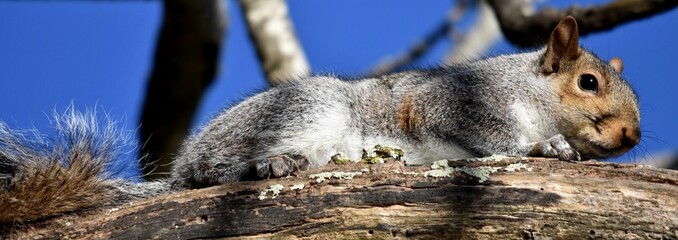 Close up of a Squirrel in a dead tree