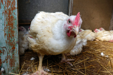 The hens in the barn