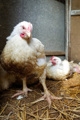 The hens in the barn