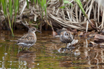 Calidris ptilocnemis