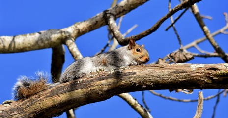 Close up of a Squirrel in a dead tree