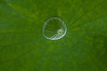 Water Drop on Lotus Leaf