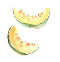 hand drawn illustration  of sweet melon fruit. watercolor drawin