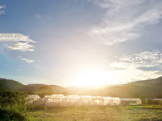 Plant nursery of organic vegetable surrounded by nature and tree