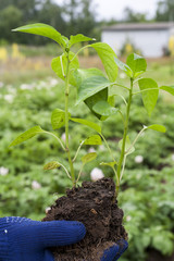Human hand in glove holding young sprouts pepper against vegetable garden household background. Ecology concept