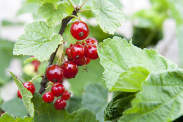 Ripe red currants on the bushes in the garden, selective focus (some berries in focus, some are not)