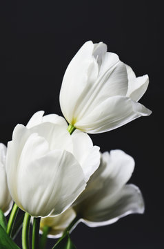 beautiful bouquet of white tulips on a dark background  vertical