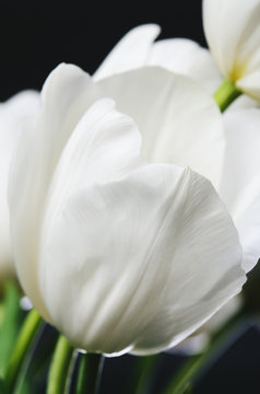 beautiful white tulip in the bouquet on a dark background close-