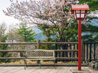 Empty park bench underneath cherry blossom tree