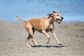 Spielender Hund am Strand - Urlaub mit Hund