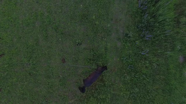 Horse grazes on a field at sunset. Aerial view.