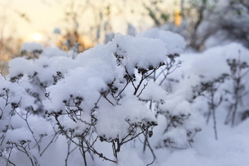 Sunset through the trees and white snow on plants