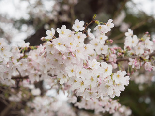 Cherry blossom trees in Japan