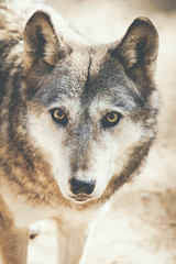 Fototapeta premium Regard de loup