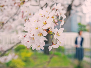 Cherry blossom on tree in Japan