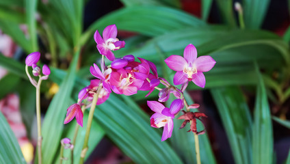 violet orchid in the garden