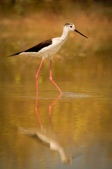 Stilt in a pond looking for food