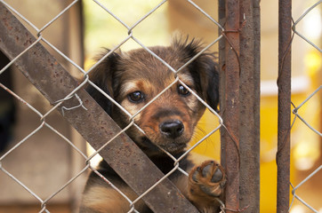 Dog puppy looking behind a fence