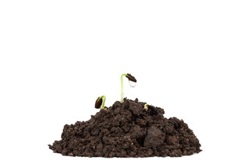 young plant on soil with drop water on white background.