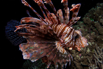 Lionfish, Side Profile