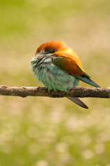 Small bird with a nice plumage sleeping