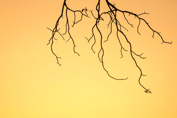 Tree branches background on sunset
