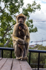 Berberaffenmutter auf Gibraltar kuschelt mit seinem Affenbaby
