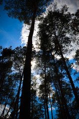 Clouds in the sky and background of tree branches