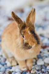 Spotted brown and white bunny on the white stones. Rabbit on whi