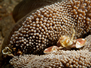 Porcelain crab on the anemone