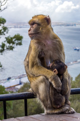 Affenbaby auf Gibraltar mit Hunger und die Mutter genießt dabei die Aussicht