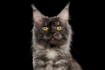 Close-up Portrait of Maine Coon Cat Looks Curious in Camera Isolated on Black Background, Front view
