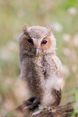 Collared scops owl