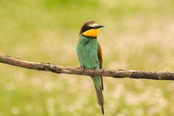 Small bird with a nice plumage