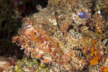 Unterwasser - Riff - Fisch - Skorpionfisch -  Drachenkopf - Tauchen - Curacao - Karibik