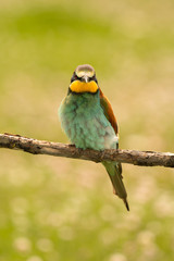 Small bird with a nice plumage