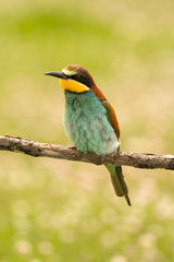 Small bird with a nice plumage